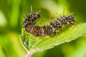 Image showing macro insects. caterpillar of a butterfly peacock eye