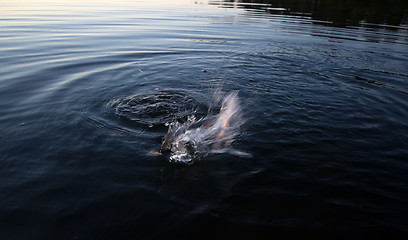 Image showing river perch fishing whirlpool