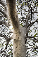 Image showing terrible awful moth kills trees, spins a web