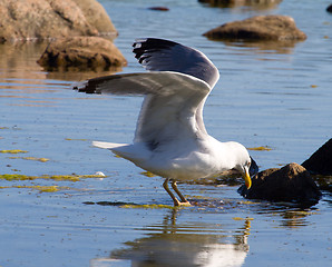 Image showing seagulls in a colony of birds