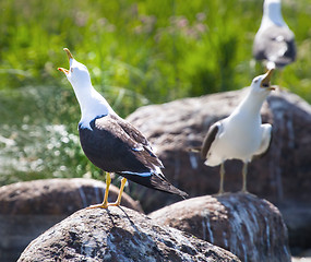 Image showing seagulls in a colony of birds with voices