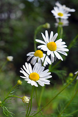 Image showing Inflorescences of a camomile medicinal.