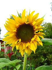 Image showing Sunflower