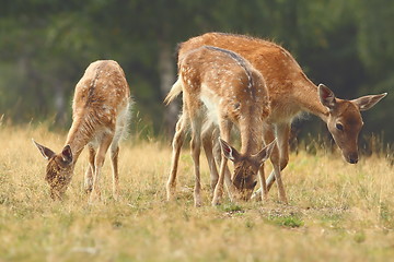 Image showing fallow deer family