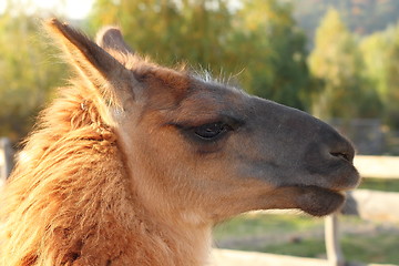 Image showing lama glama portrait