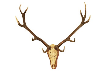 Image showing big stag hunting trophy