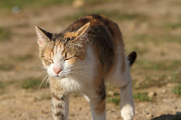 Image showing sleepy car walking in the garden