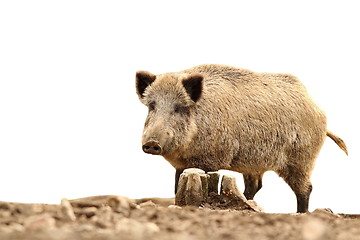 Image showing big wild boar on white 