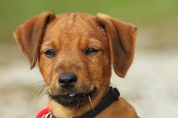 Image showing portrait of a vizsla puppy