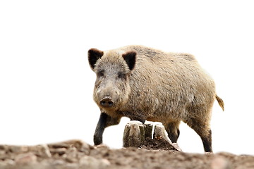 Image showing isolated wild hog looking at camera