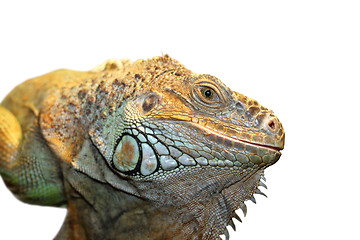 Image showing green iguana portrait