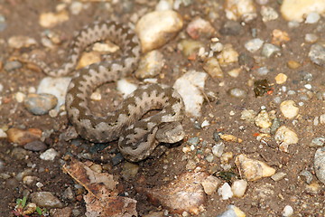 Image showing small vipera ammodytes on gravel