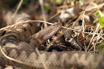 Image showing camouflaged dangerous european snake