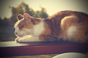 Image showing lazy cat resting