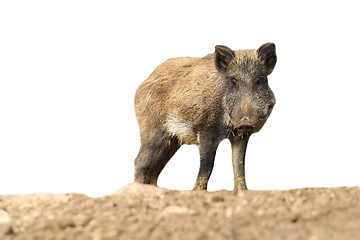 Image showing wild boar over white