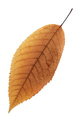 Image showing isolation of a beautiful faded cherry leaf