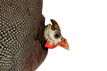 Image showing guinea hen isolated portrait