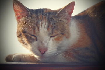 Image showing portrait of a domestic cat with vintage effect