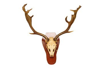 Image showing old fallow deer stag hunting trophy