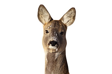 Image showing roe deer doe portrait