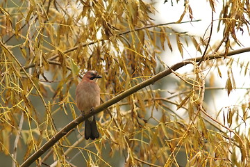 Image showing jay standing in the rain