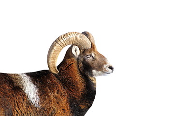 Image showing big mouflon ram portrait over white