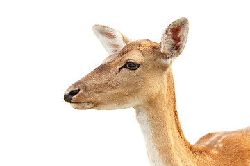 Image showing isolated portrait of deer hind