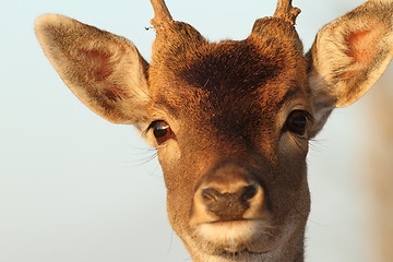 Image showing funny portrait of deer buck