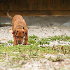 Image showing young hunting dog in training