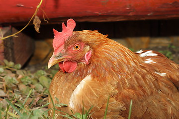 Image showing hen near farm barn