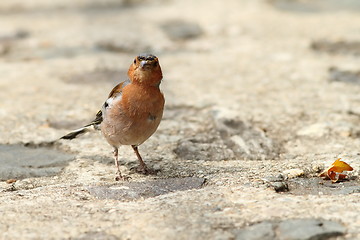 Image showing male chaffinch on park alley