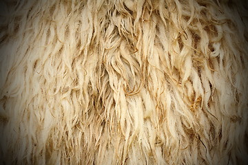 Image showing long sheep fur