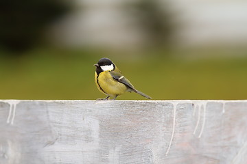 Image showing great tit on the fence