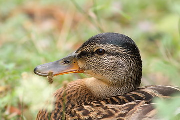 Image showing wild female mallard duck 