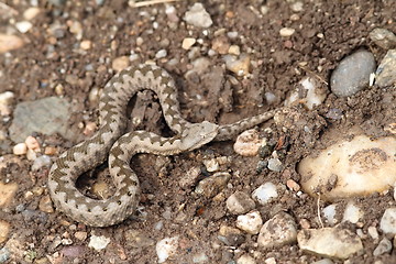 Image showing small vipera ammodytes