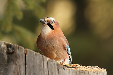 Image showing european jay on a feeder stump