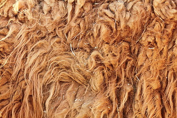 Image showing lama glama textured fur detail