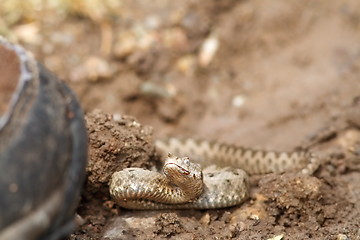 Image showing bootboot walking towards sand viper