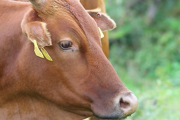 Image showing portrait of a zebu cow