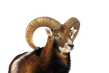 Image showing mouflon ram portrait