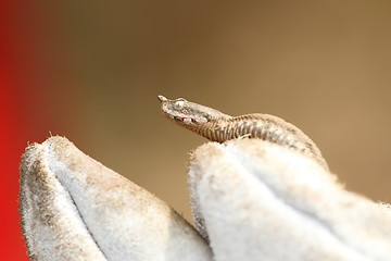 Image showing nose horned viper on a glove