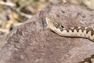 Image showing big female european nose horned viper