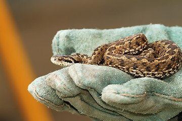 Image showing meadow viper in glove