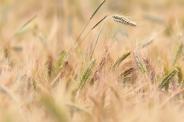 Image showing wheat field detail