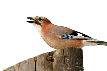 Image showing isolated eurasian jay on a stump