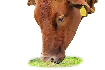 Image showing isolated zebu grazing 