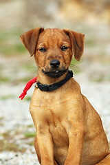 Image showing young hunting dog looking at camera