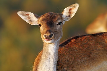 Image showing fallow deer doe portrait looking at camera