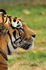 Image showing beautiful tiger head closeup
