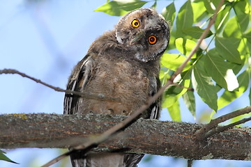 Image showing funny owl on branch